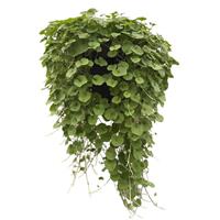 Green Surfer Dichondra