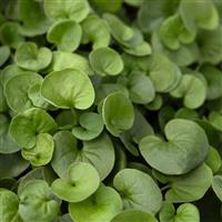 Green Surfer Dichondra
