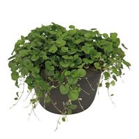 Green Surfer Dichondra