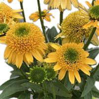 Echinacea Sunmagic Double Yellow
