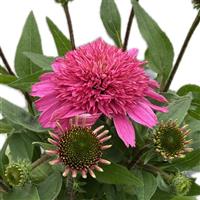 Echinacea Sunmagic Double hot pink