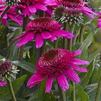 Echinacea Sunmagic Double Raspberry