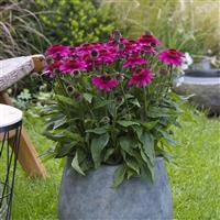Echinacea Sunmagic Double Raspberry