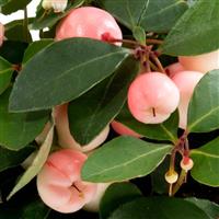 Ciao Bella Pink Blush Gaultheria