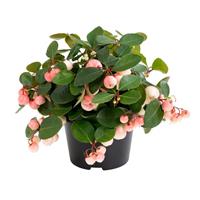 Ciao Bella Pink Blush Gaultheria