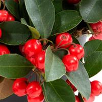 Ciao Bella Red Gaultheria