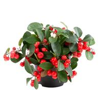 Ciao Bella Red Gaultheria