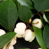 Ciao Bella White Gaultheria