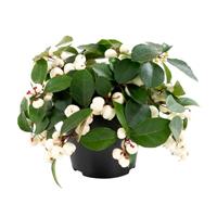 Ciao Bella White Gaultheria