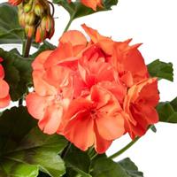 Mantra Coral Interspecific Geranium