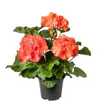 Mantra Coral Interspecific Geranium