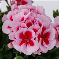 Moxie! Strawberry Splash Interspecific Geranium