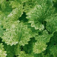 Dappled Light Glechoma