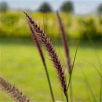 Foxy Grass Pennisetum alopecuroides