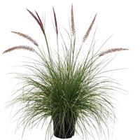 Foxy Grass Pennisetum alopecuroides