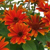 Heliopsis Sole d Amore