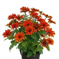 Heliopsis Sole d Amore