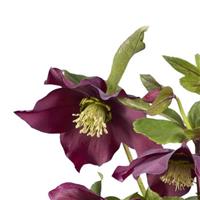 Helleborus Groove Red