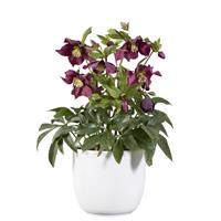 Helleborus Groove Red