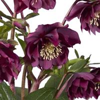 Helleborus Groove Double Red