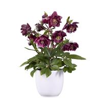 Helleborus Groove Double Red
