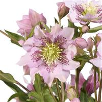 Helleborus Groove Double Pink Spotted