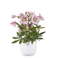 Helleborus Groove Double Pink Spotted