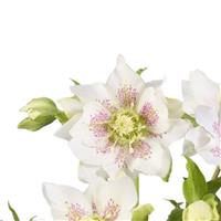 Helleborus Groove Double White Spotted