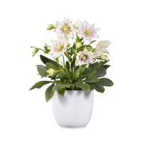 Helleborus Groove Double White Spotted