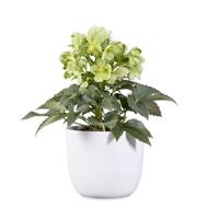 Helleborus argutifolius Green