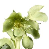 Helleborus argutifolius Silver Lace