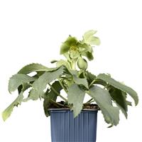 Helleborus argutifolius Silver Lace