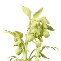 Helleborus foetidus Gold Bullion