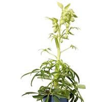 Helleborus foetidus Gold Bullion