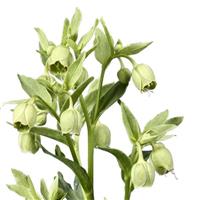 Helleborus foetidus Green