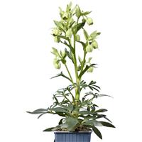 Helleborus foetidus Green