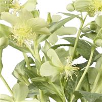 Helleborus lividus Green Marble