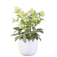 Helleborus lividus Green Marble