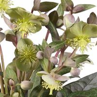 Helleborus lividus Purple Marble