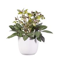 Helleborus lividus Purple Marble