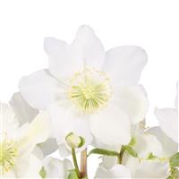 Helleborus snoya White