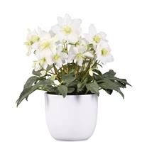 Helleborus snoya White