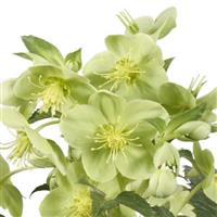 Helleborus sternii Green