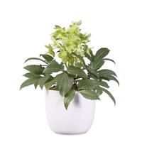 Helleborus sternii Green