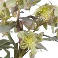 Helleborus sternii Silver Star