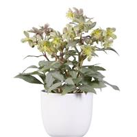 Helleborus sternii Silver Star