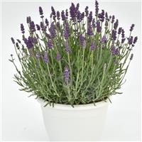 Lavandula angustifolia Annet