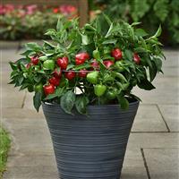 Snackabelle Red Pepper