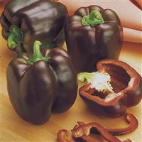 Chocolate Beauty Pepper