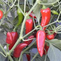 Flaming Flare Pepper